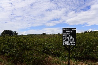 ケニア エンデベス農園 ナチュラル（シティロースト）200グラム